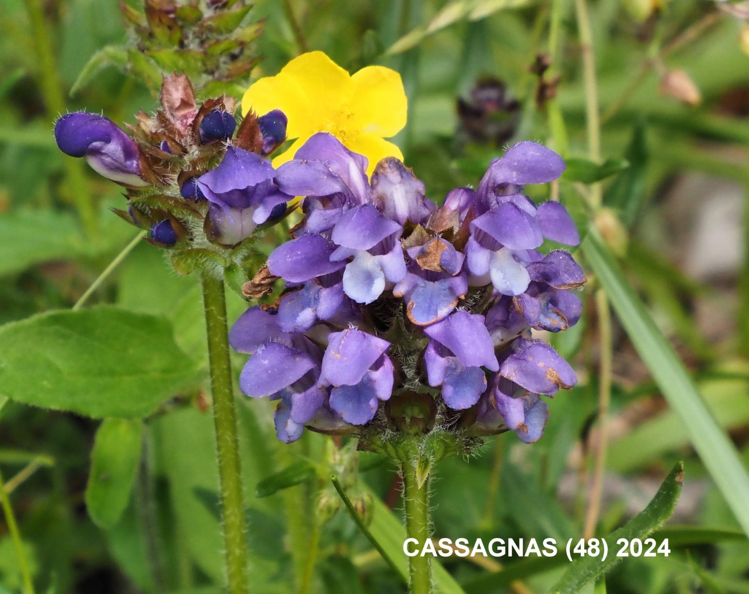 Self-Heal, Large